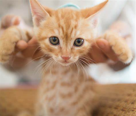 A picture of a cat