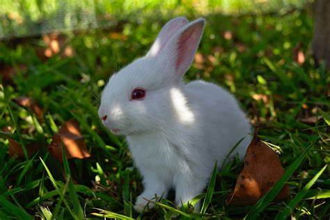 A picture of a rabbit