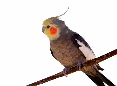 A picture of a bird