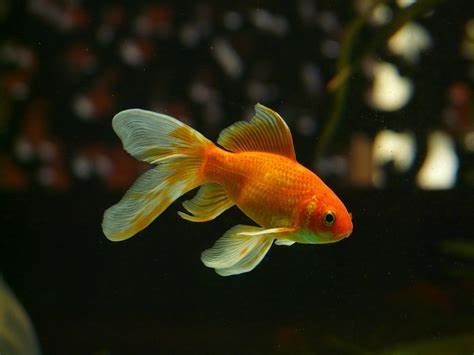 A picture of a fish
