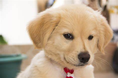 A picture of a dog